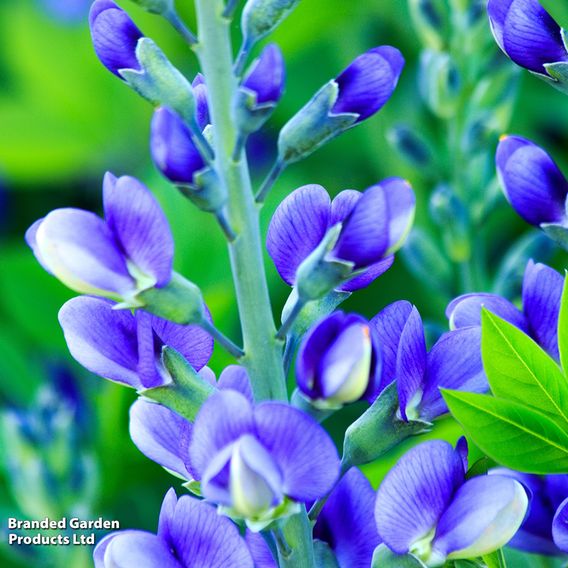 Baptisia 'Decadence Blueberry Sundae'