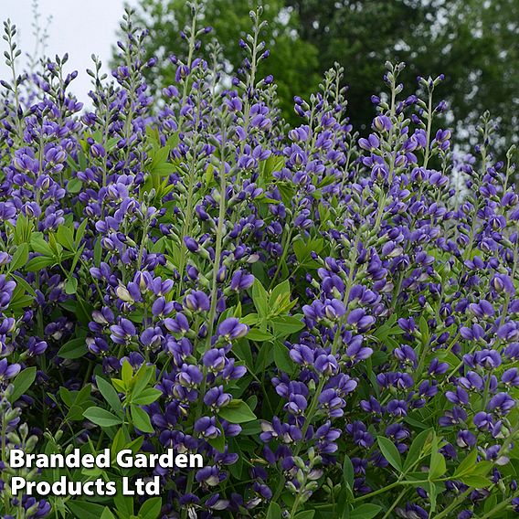 Baptisia 'Decadence Blueberry Sundae'