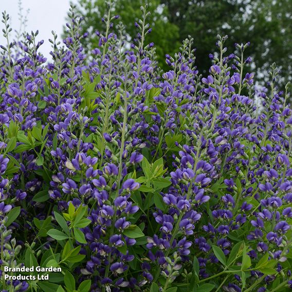 Baptisia 'Decadence Blueberry Sundae'