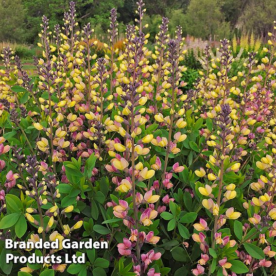 Baptisia 'Decadence Pink Lemonade'