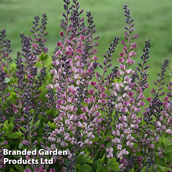 Baptisia 'Decadence Pink Truffles'