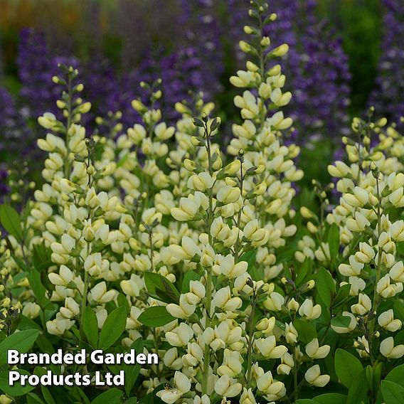 Baptisia 'Decadence Vanilla Cream'