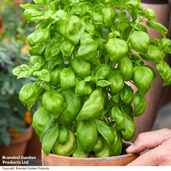 Herb 'Basil Genovese' (Organic) - Seeds