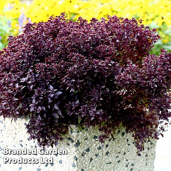 Basil 'Purple Ball' - Seeds