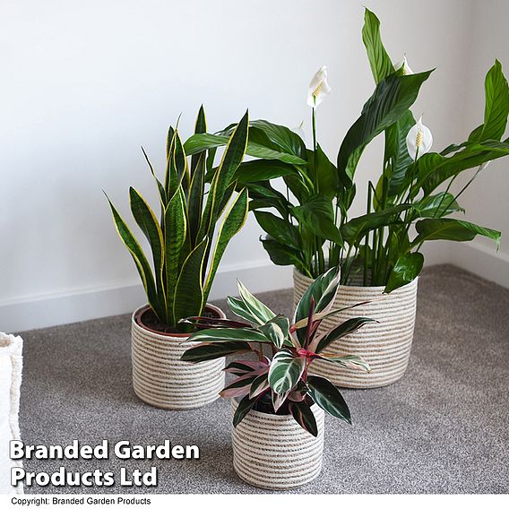 Grey Sand Seagrass + Jute Planter Basket