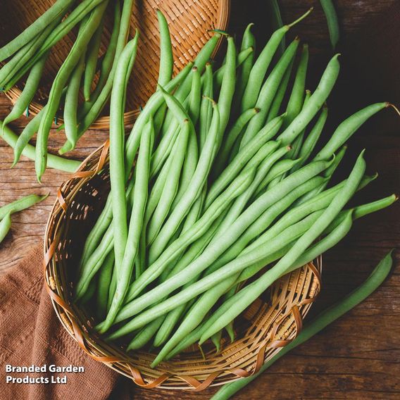 Dwarf French Bean 'Ferrari' - Seeds