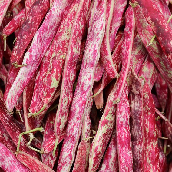 Dwarf French Bean 'Borlotto Firetongue' - Seeds