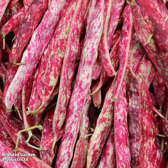 Dwarf French Bean 'Borlotto Firetongue' - Seeds