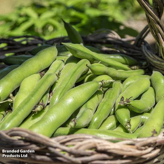 Broad Bean 'Express' - Seeds