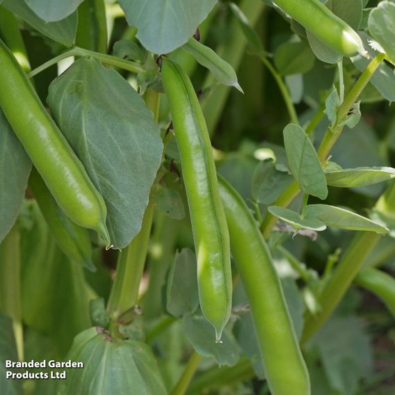 Broad Bean 'The Sutton'