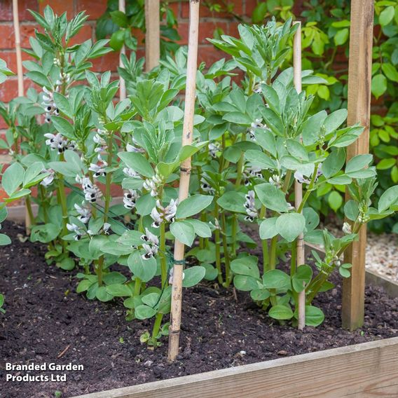 Broad Bean 'The Sutton' - Seeds