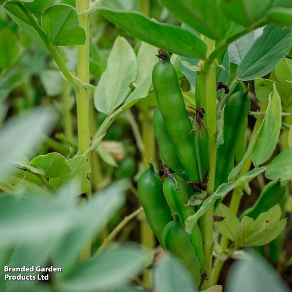 Broad Bean 'The Sutton'