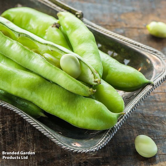 Broad Bean 'The Sutton' - Seeds