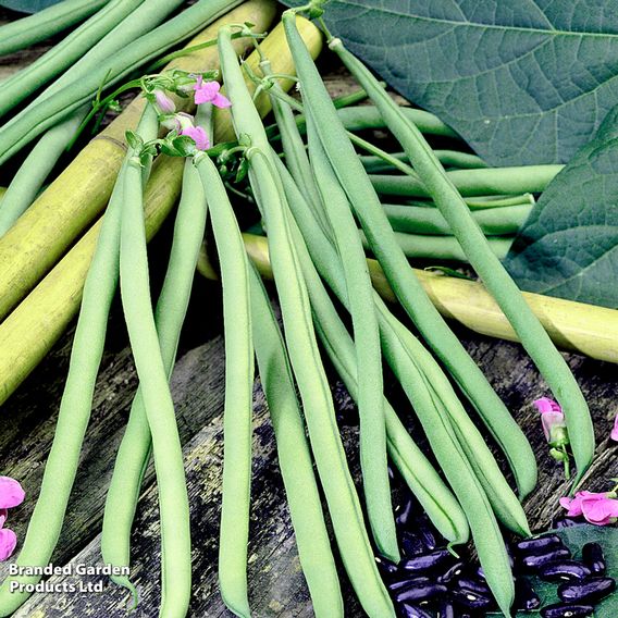 Bean French Climbing 'Cobra' (Organic) - Seeds