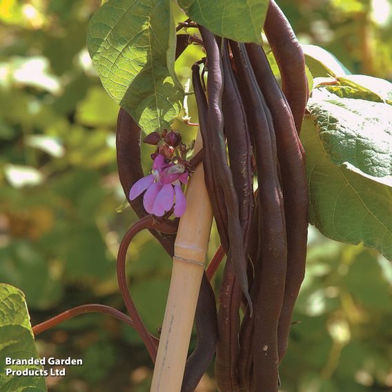 French Bean (Climbing) 'Blauhilde' - Seeds