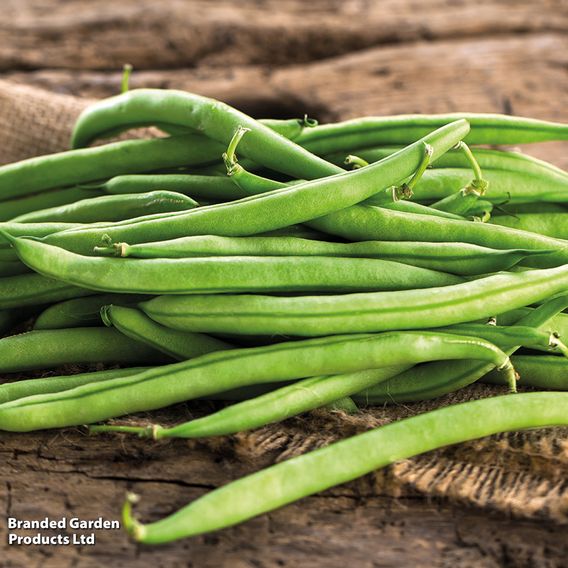 Climbing French Bean 'Cobra' - Seeds