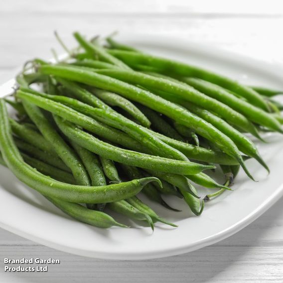 Climbing French Bean 'Cobra' - Seeds