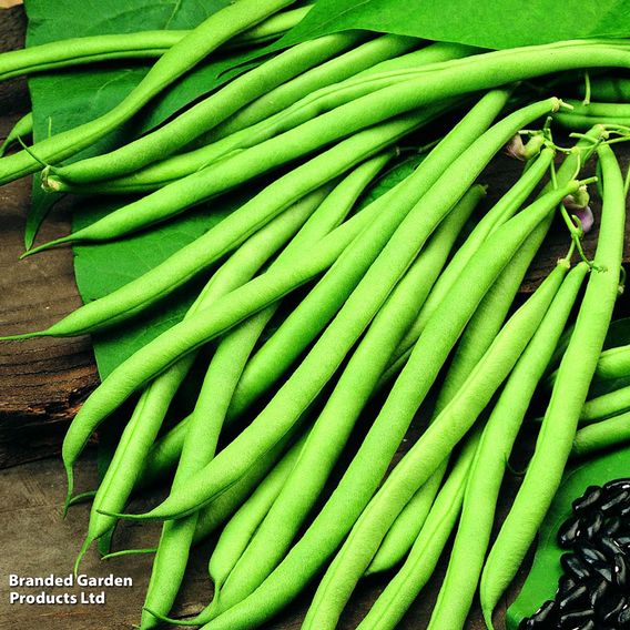 Bean French Climbing 'Cobra' (Organic) - Seeds