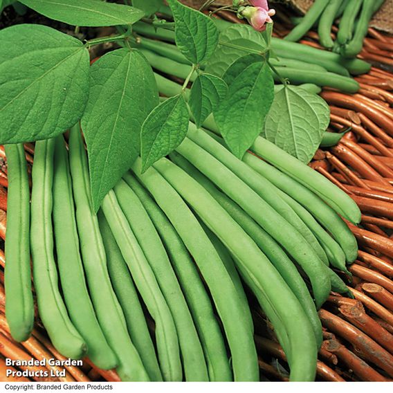 Bean French Climbing 'Cobra' (Organic) - Seeds