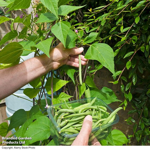 Climbing Bean 'Cobra'