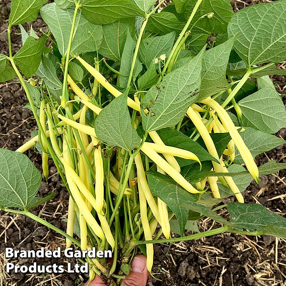 Dwarf Bean 'Dior' - Seeds