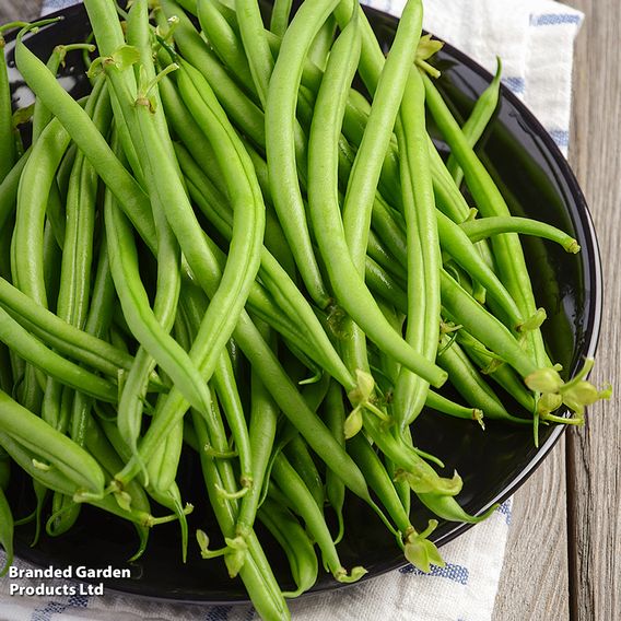 Dwarf French Bean 'Safari' - Seeds