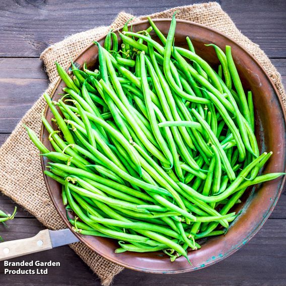 Dwarf French Bean 'Compass' - Seeds