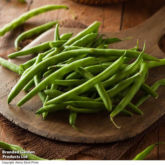 Dwarf Bean 'Safari'