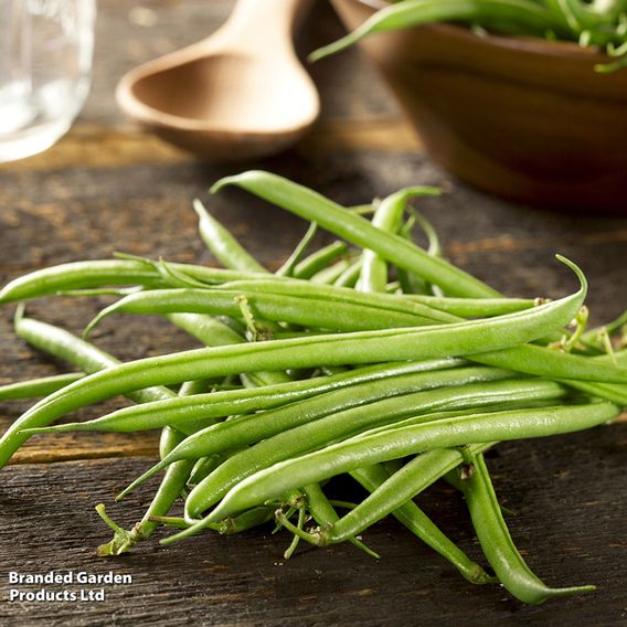 Dwarf French Bean 'Compass' - Seeds