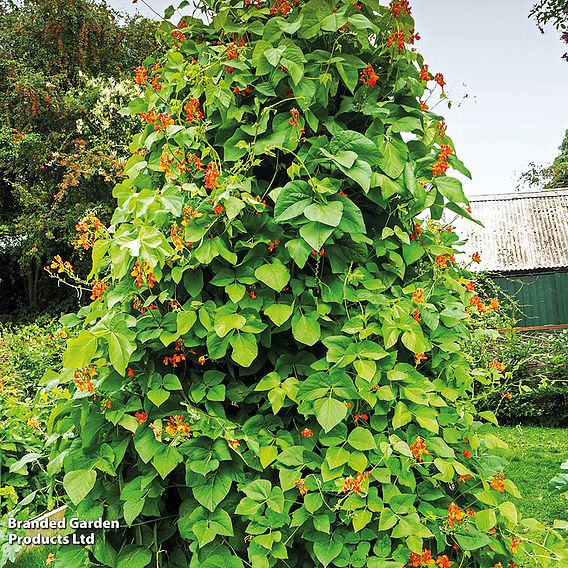 Runner Bean 'Firestorm' - Seeds