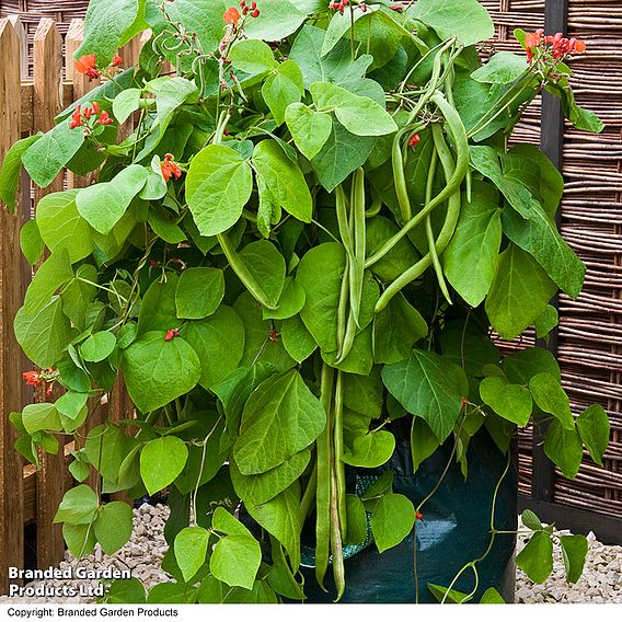 Runner Bean 'Firestorm' - Seeds