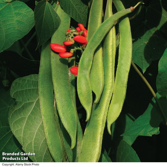 Runner Bean 'Lady Di' - Seeds