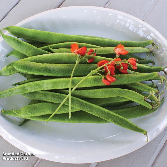 Runner Bean 'Scarlet Emperor' - Seeds