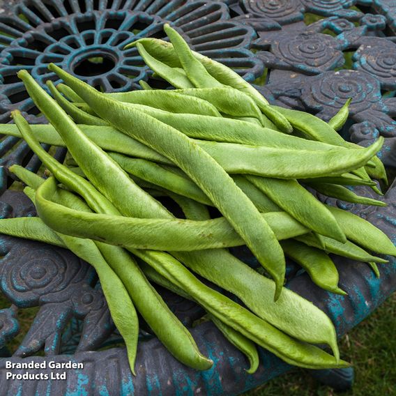 Bean Runner 'Scarlet Emperor' (Organic) - Seeds