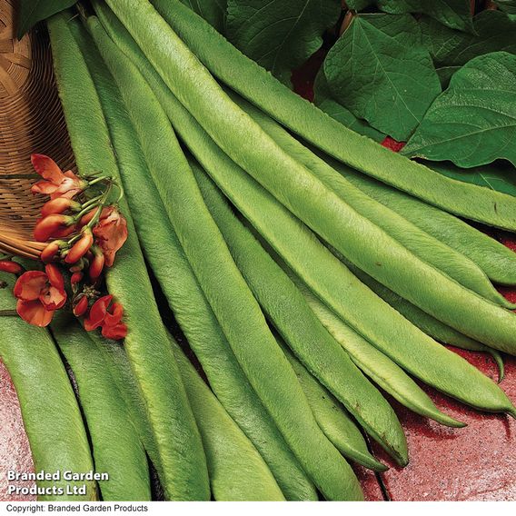 Bean Runner 'Scarlet Emperor' (Organic) - Seeds