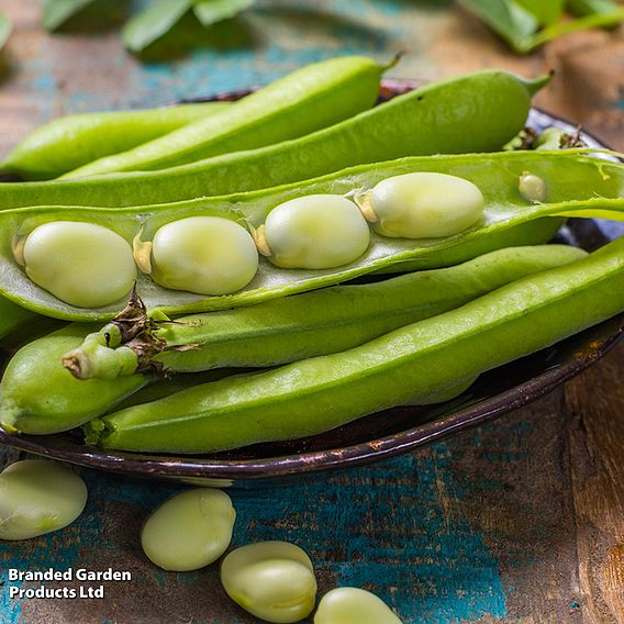 Broad Bean Vicia faba 'Vroma' - Seeds