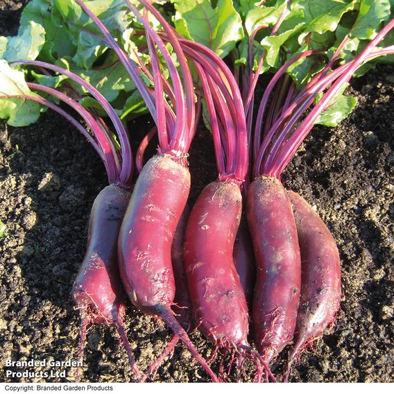 Beetroot 'Alto' F1 - Seeds