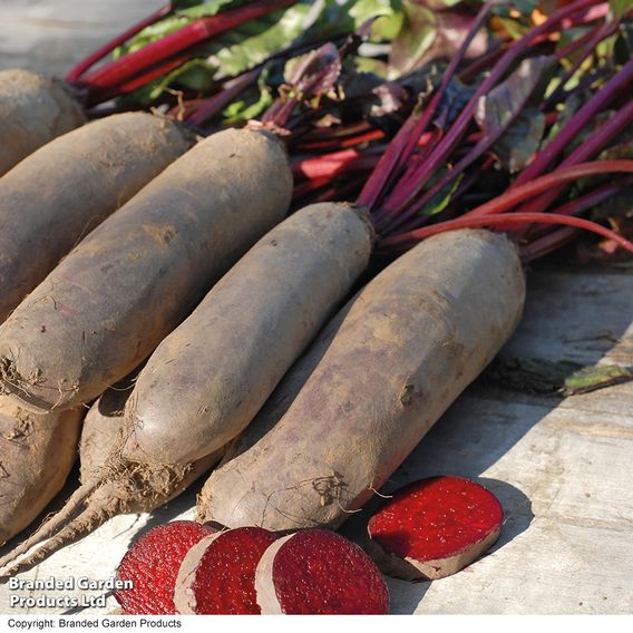 Beetroot 'Alto' F1 - Seeds