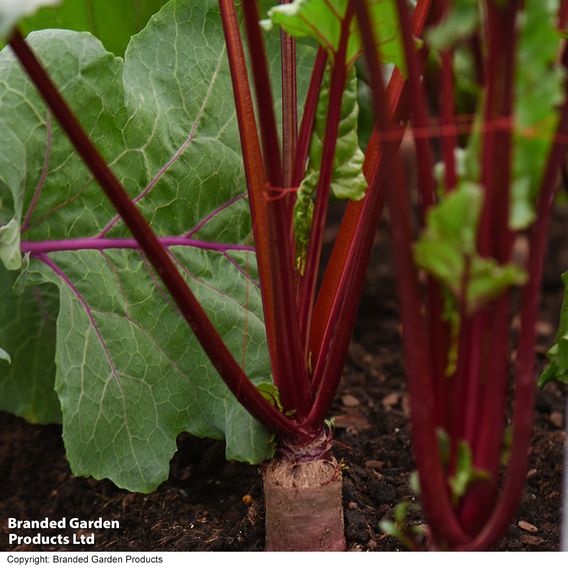 Beetroot 'Alto' F1 - Seeds