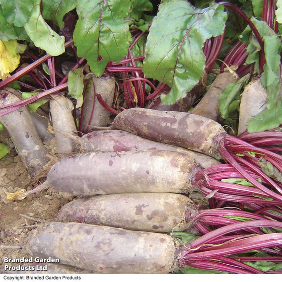 Beetroot 'Alto' F1 - Seeds