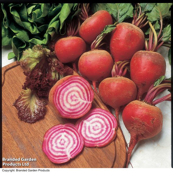 Beetroot 'Chioggia Pink' - Seeds