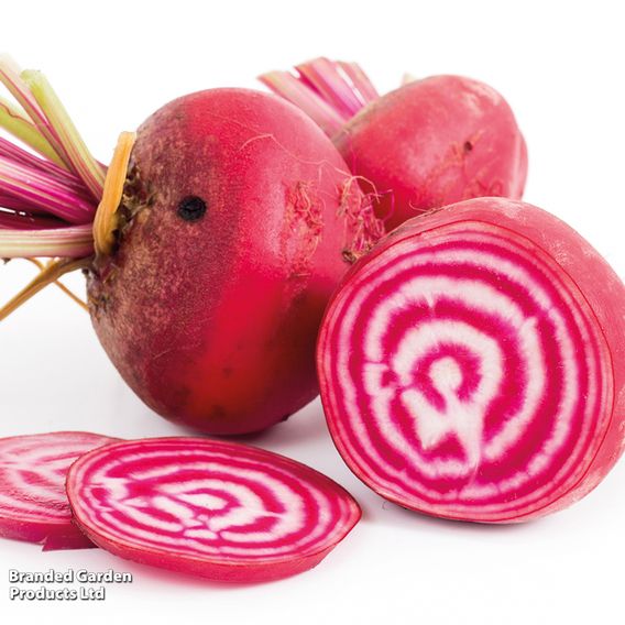 Beetroot 'Chioggia Pink' - Seeds