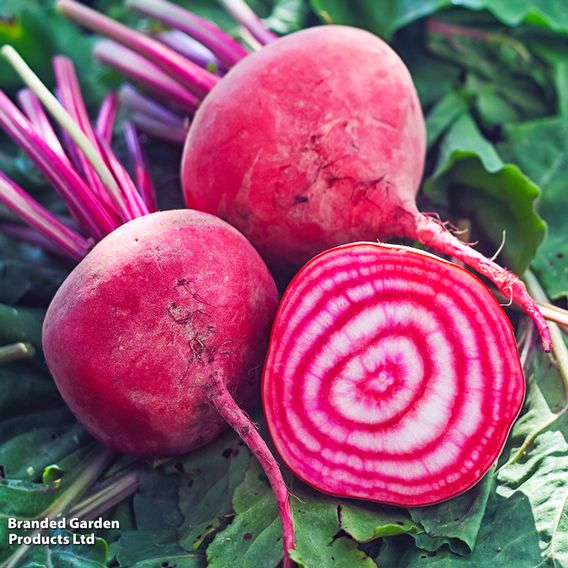 Beetroot 'Chioggia Pink' - Seeds