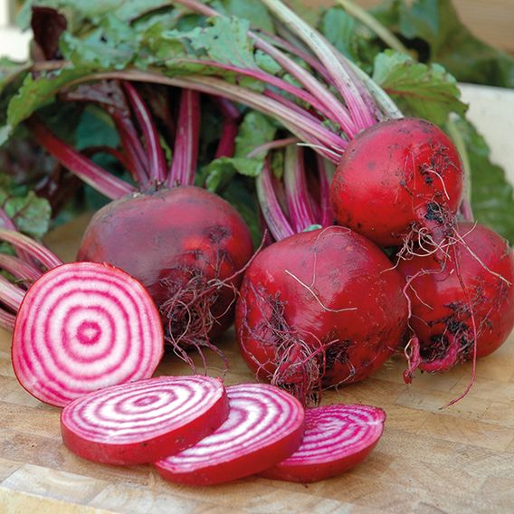 Beetroot 'Chioggia Pink' - Seeds