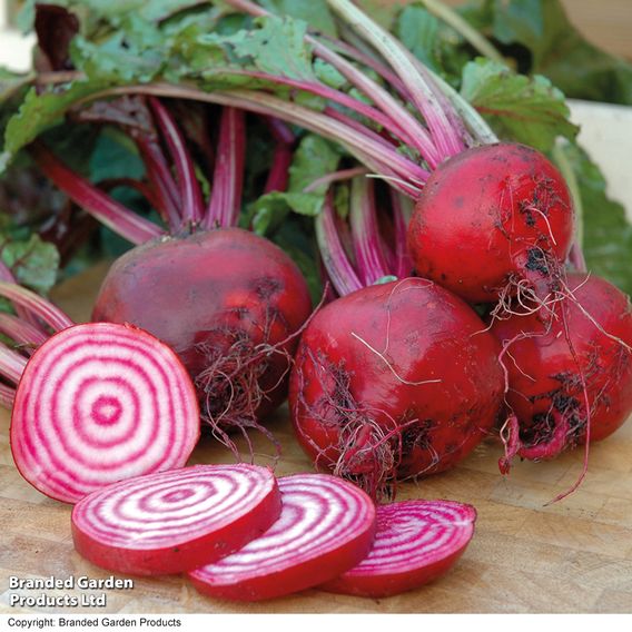 Beetroot 'Barabietola Di Chioggia' (Organic) - Seeds