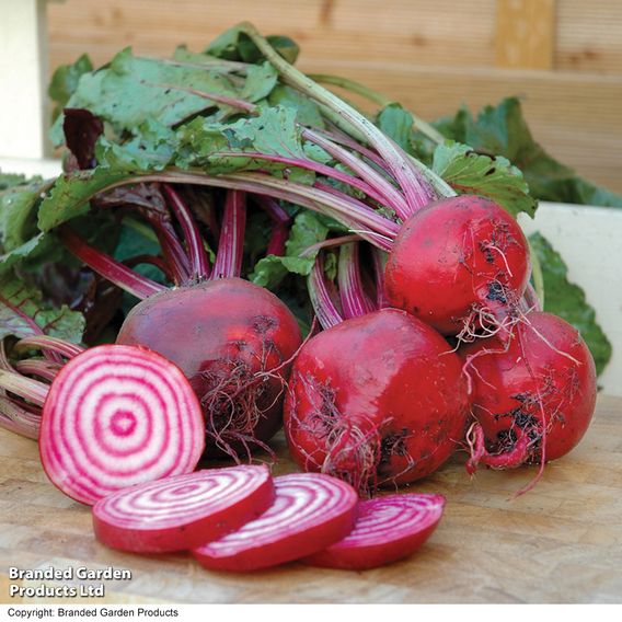 Beetroot 'Chioggia Pink' - Seeds