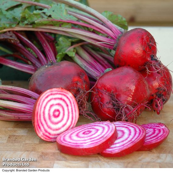 Beetroot 'Barabietola Di Chioggia' (Organic) - Seeds