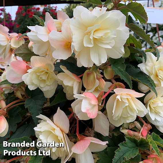 Begonia 'Belina Vanilla'