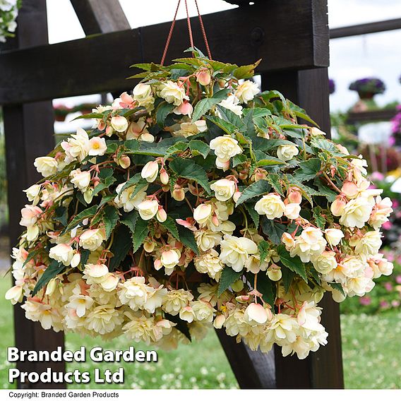 Begonia 'Belina Vanilla'