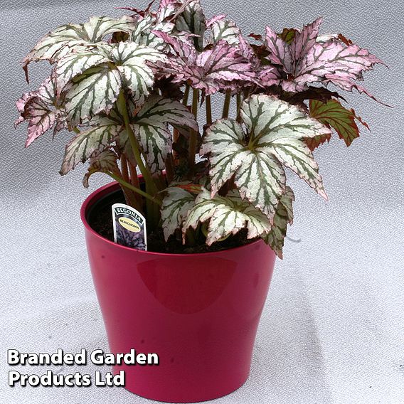 Begonia 'Benichoma'